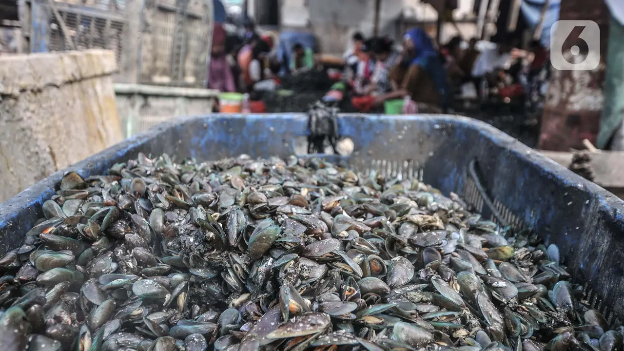 Geliat Pengupas Kerang Hijau di Utara Jakarta