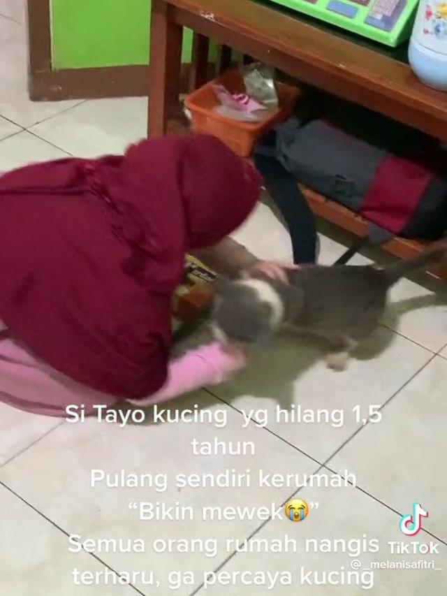 Pertemuan kucing dengan pemiliknya