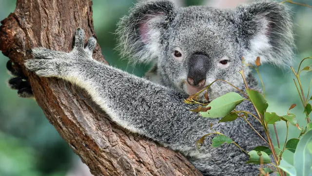 Australia Nyatakan Koala Sebagai Satwa Terancam Punah