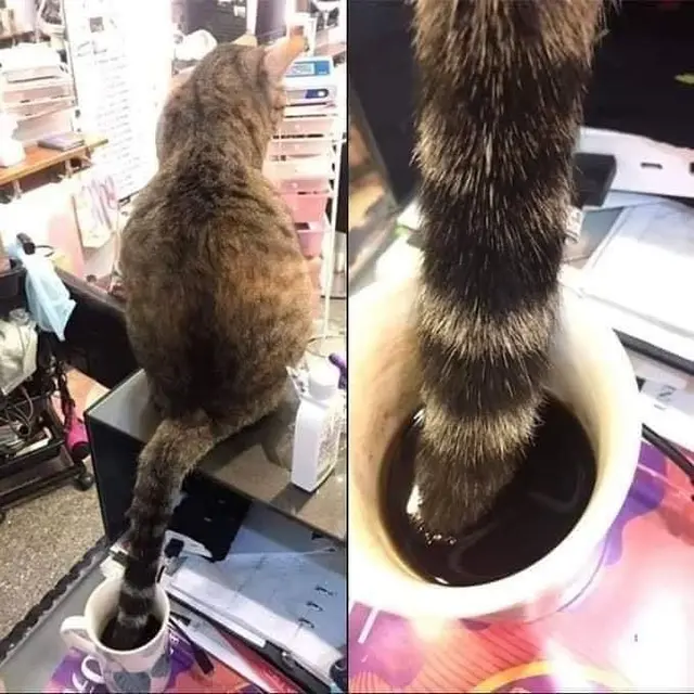 6 Potret Kopi Diminum Hewan Ini Bikin Geregetan, Apes Banget