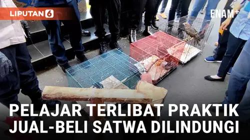 VIDEO: Walah, Remaja 16 Tahun di Cirebon Terlibat Jual-Beli Satwa Dilindungi