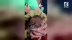 Warga di provinsi Nakhon Phanom, Thailand dibuat geger dengan adanya seekor bayi babi yang memiliki belalai seperti gajah.