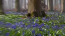 Bluebell, juga dikenal sebagai Eceng Gondok liar, mekar di lantai hutan Hallerbos di Halle, Belgia  20/4/2021). Pada musim semi, pemandangan biru hamparan bunga Bluebell atau eceng gondok liar tengah bermekaran dapat dinikmati di hutan ini. (AP Photo/Virginia Mayo)
