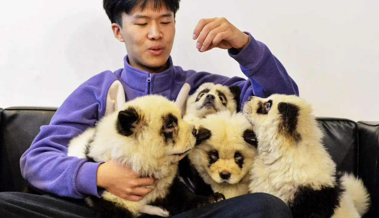 Pekerja bermain dengan anjing-anjing yang dicat putih dan hitam menyerupai panda di kafe Cute Pet Games di kota Chengdu, China, 23 Oktober 2019. Pemilik kafe juga menawarkan jasa cat bulu anjing menjadi putih dan hitam dengan harga 1.500 yuan, atau sekitar Rp 3 juta. (STR / AFP)
