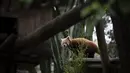 Panda merah termasuk dalam 'salah satu spesies yang paling terancam punah di dunia' dengan perkiraan populasi kurang dari 10.000 ekor. (CARLOS COSTA / AFP)