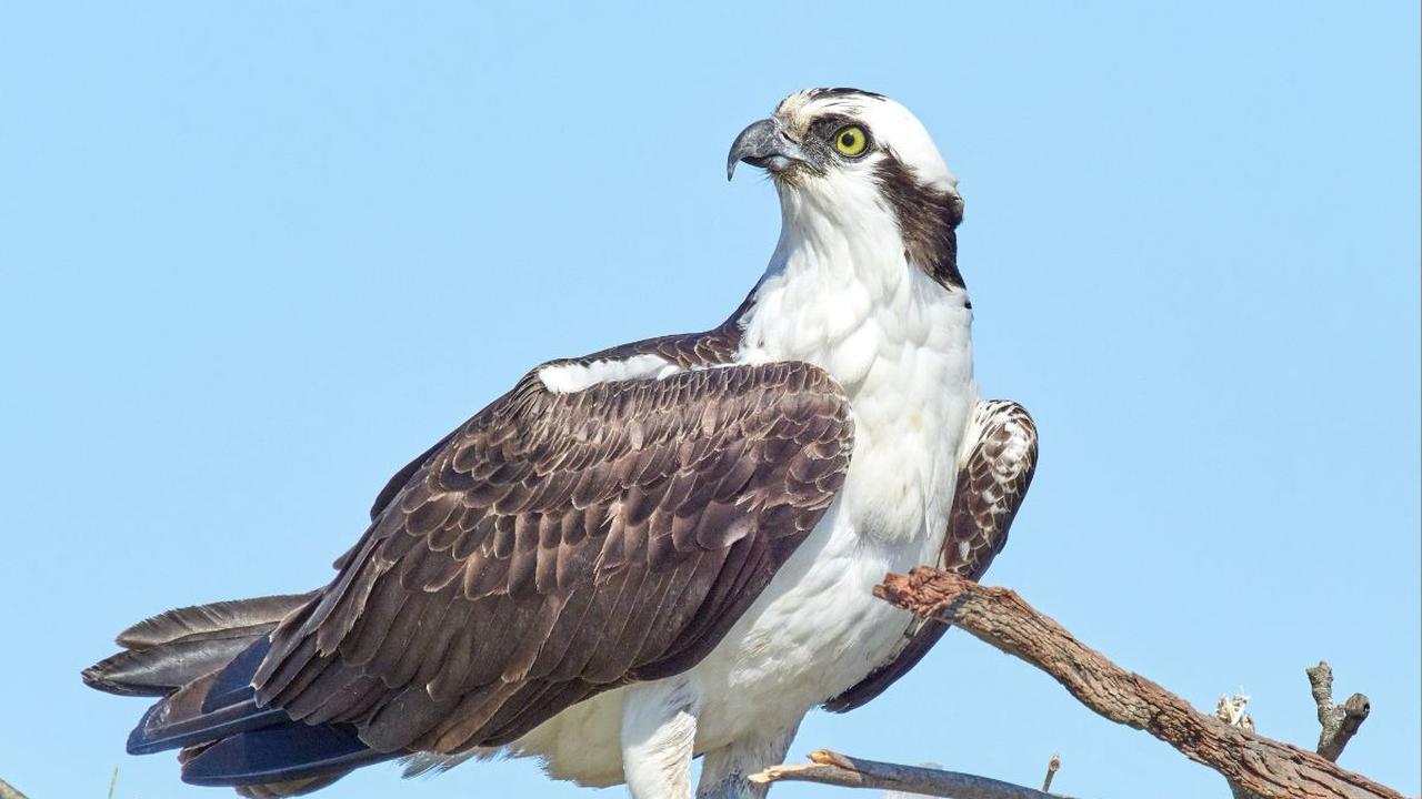 1. Memiliki Ukuran Mirip Burung Osprey<br>
