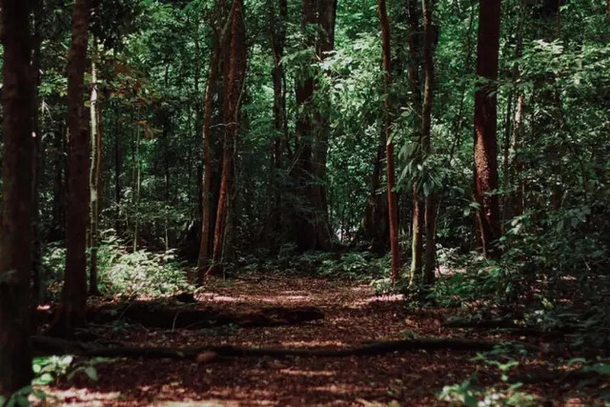 Kisah Pria Jepang Lakukan Ritual Unik BAB di Hutan Selama 50 Tahun