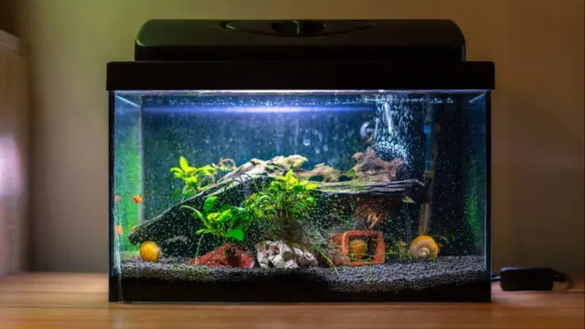 Rumah Terasa Lebih Hidup dengan Set Akuarium Terbaik, Ini Rekomendasinya