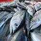 Sebanyak 11.000 ton tuna sirip kuning dan cakalang telah memiliki sertifikasi untuk pasar Amerika dan Eropa. Dok KKP