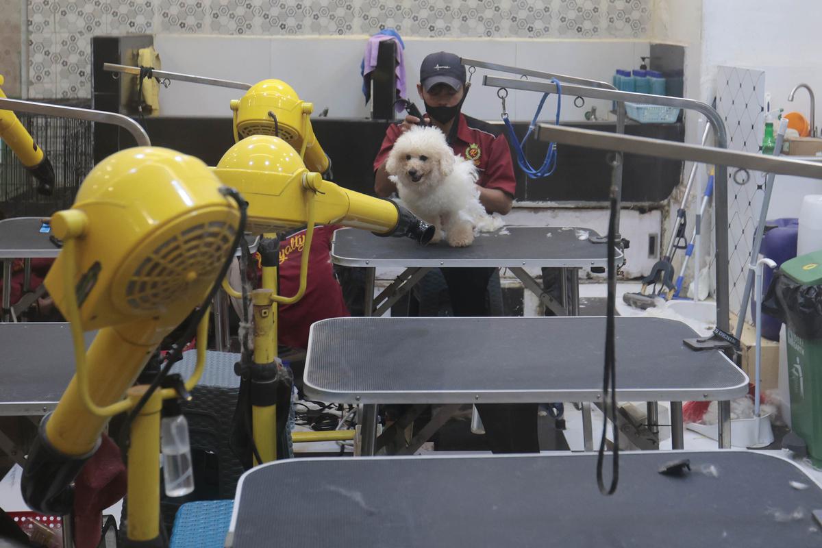 Cukur Bulu hingga Mandi Hewan Jadi Cuan Bisnis Pet Shop