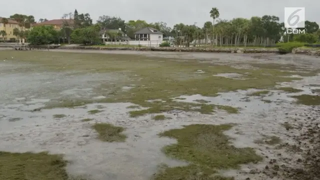 Akibat Badai Irma di Florida, sebuah kawasan yang tadinya pantai berubah menjadi kering.