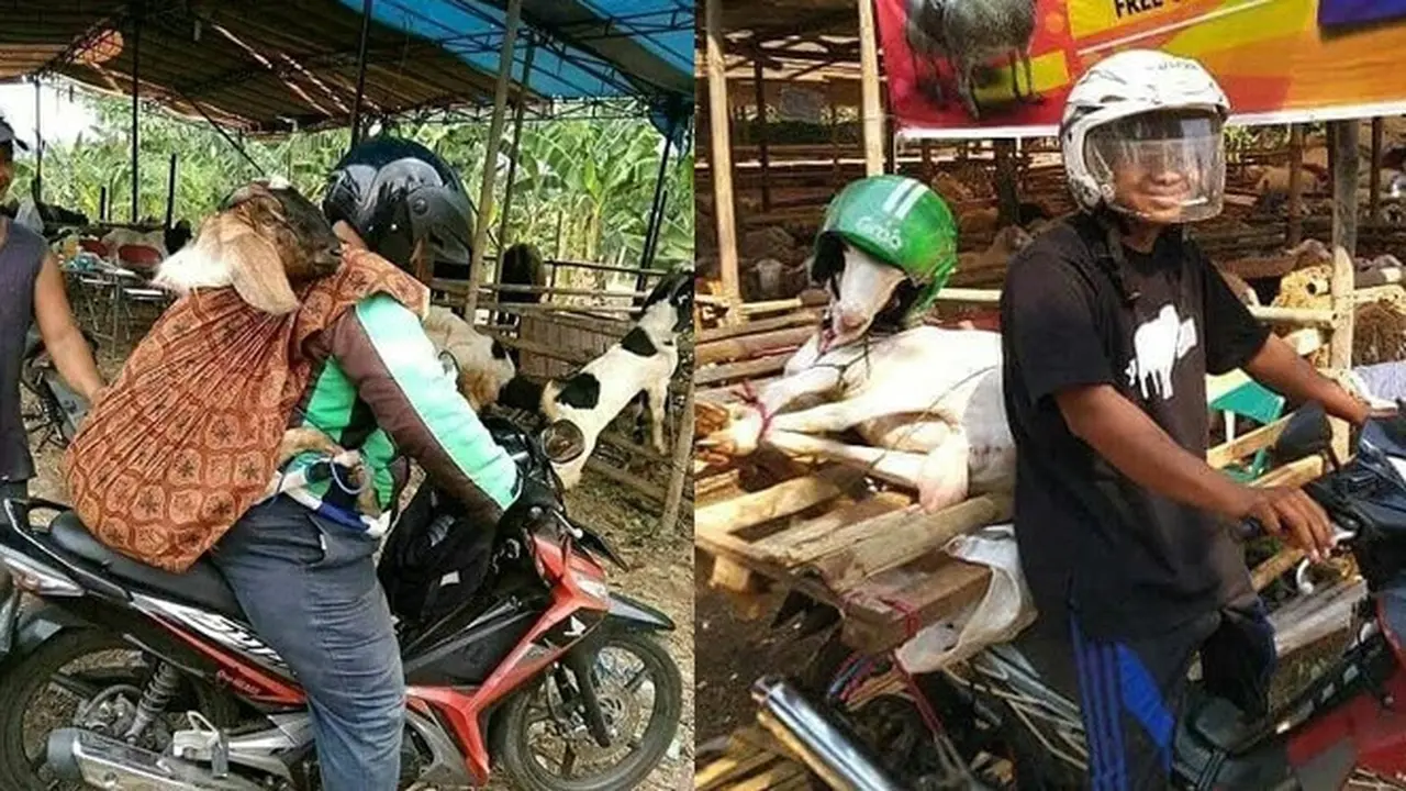 6 Momen Ojol Bawa Hewan Kurban Ini Bikin Geleng Kepala