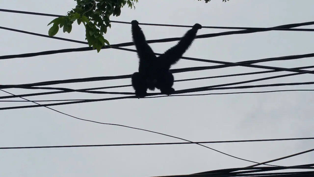 Orang utan lepas