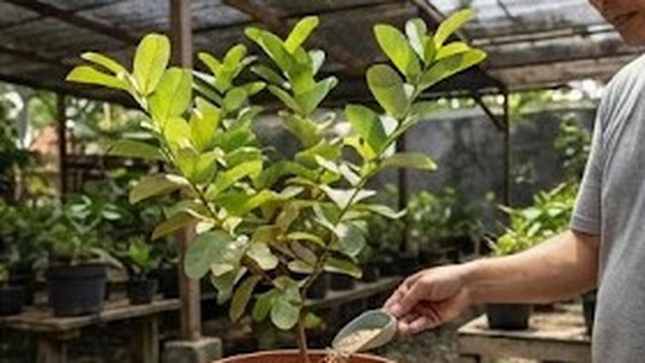 Cara Merawat Tabulampot saat Kemarau