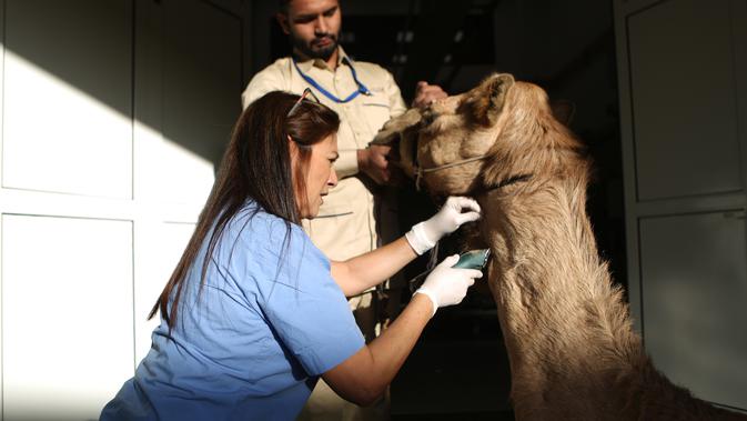 Seekor unta mendapat perawatan dari dokter di rumah sakit khusus unta di Dubai, Uni Emirat Arab. RS Unta Dubai mempekerjakan para ahli dokter hewan internasional yang dapat melayani sekitar 20 ekor sekaligus. (PATRICK BAZ/DUBAI MEDIA OFFICE/AFP)