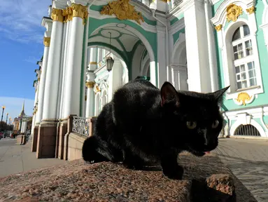 Foto yang diambil pada 14 Oktober 2015 menunjukkan seekor kucing berjaga di depan Museum The Hermitage, Rusia. Kucing tersebut dipekerjakan menjaga karya seni yang berada di museum dari serangan tikus. (AFP Photo/Olga Maltseva)