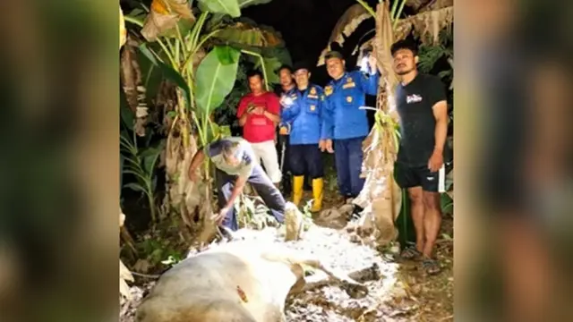 Detik-detik Evakuasi Sapi 500 Kg Jatuh ke Sumur 6 Meter di Sukabumi