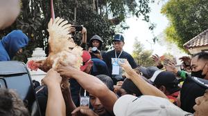 Demo Harga Pakan Mencekik, Peternak Bagikan 1.200 Ayam di Malioboro