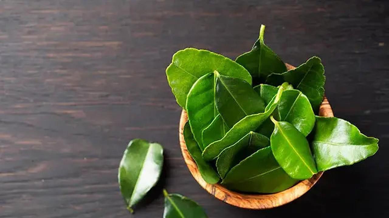 Trik Hilangkan Rasa Pahit pada Bubuk Daun Jeruk Purut