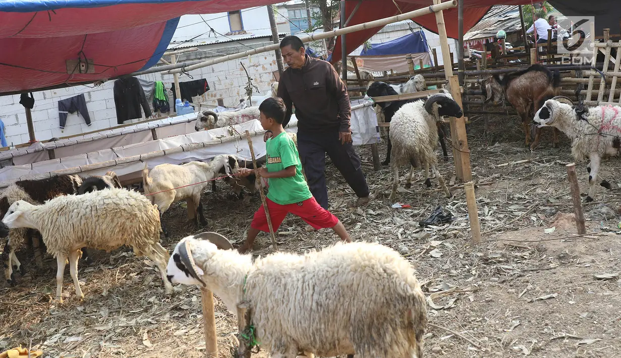 Sejumlah kambing yang dijual di kawasan Kemayoran, Jakarta, Kamis (31/8). H-1 jelang Idul Adha, hewan kurban mulai didistribusikan para pedagang kepada sejumlah pembeli di Ibukota. (Liputan6.com/Immanuel Antonius)