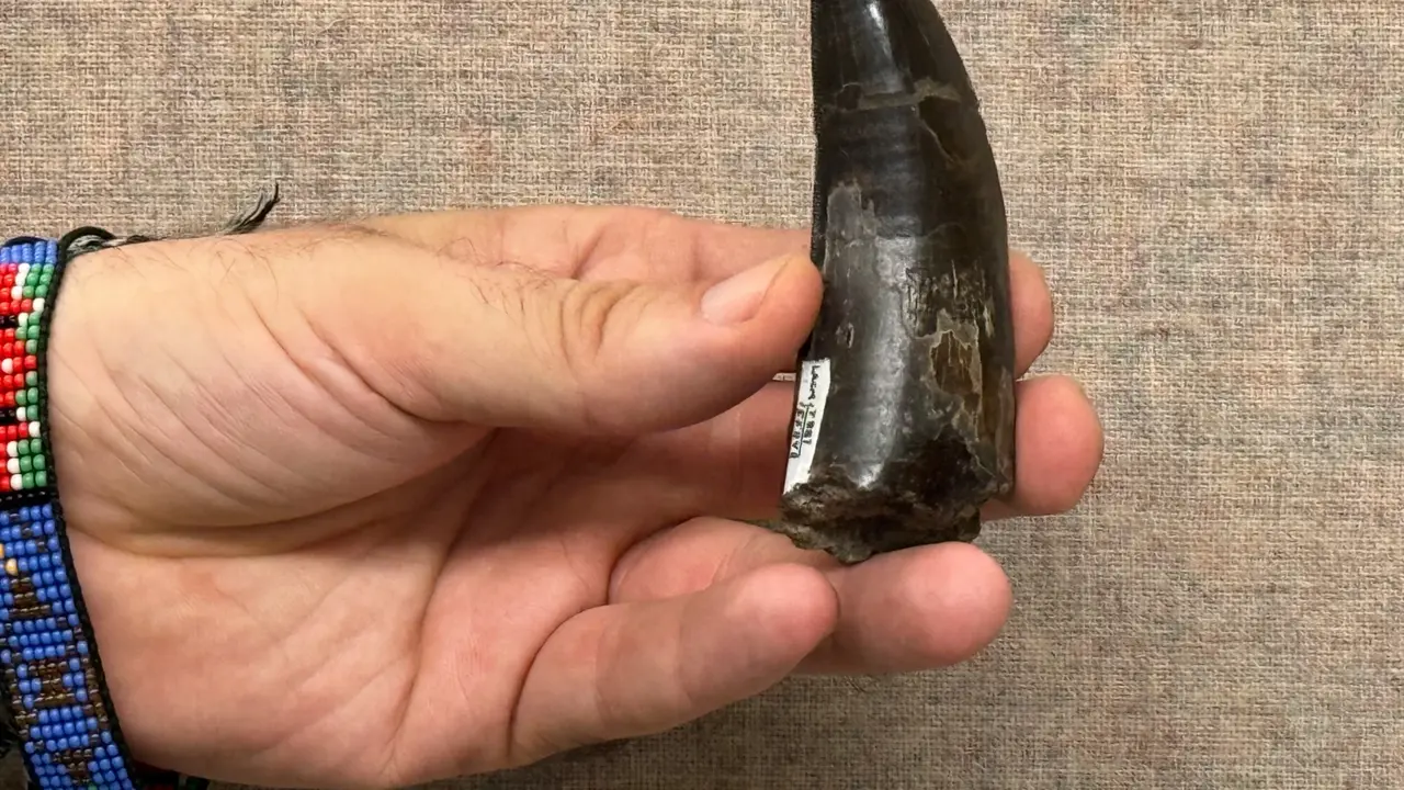 Fosil Gigi T. rex untuk Penelitian Suhu Tubuh (AP/UCLA)