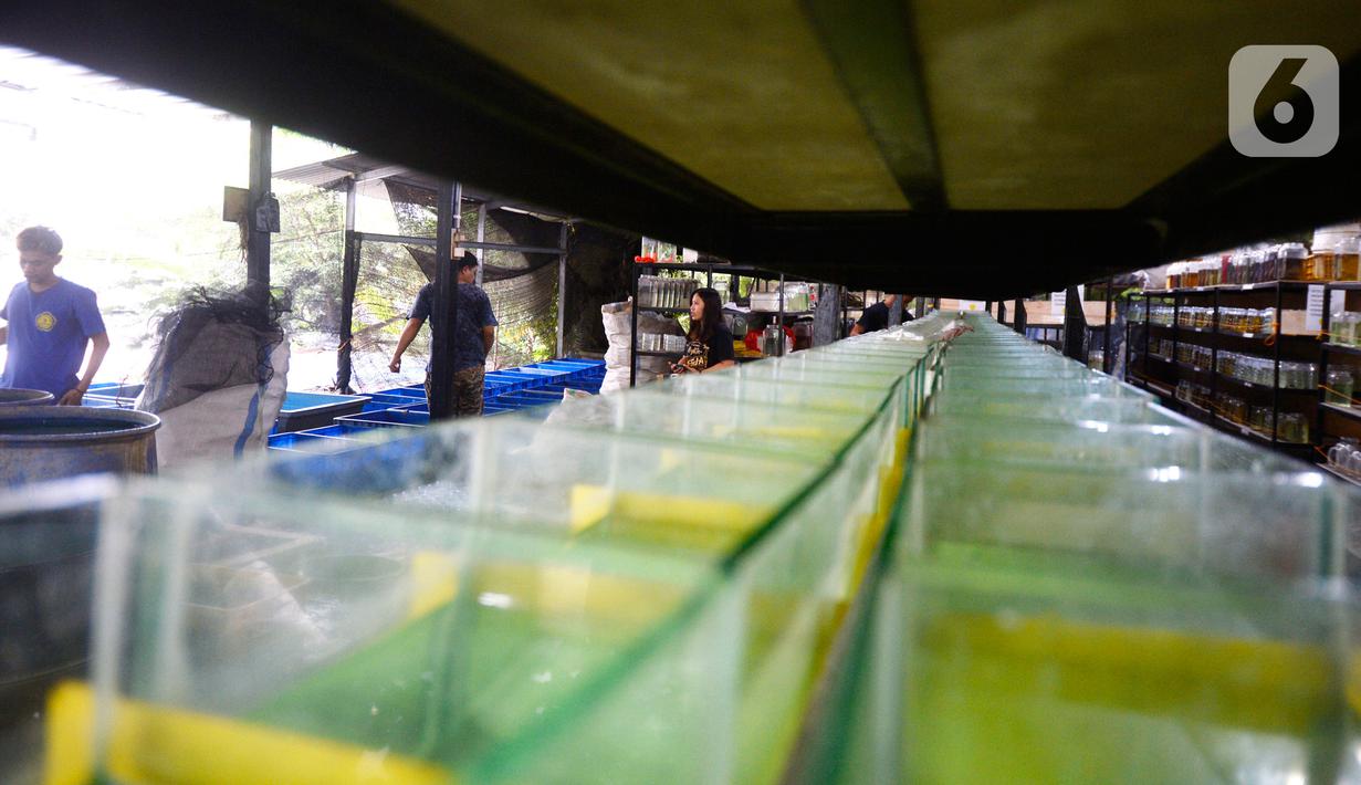 Aktivitas di pusat budidaya cupang Boston Betta Serpong, Tangerang Selatan, Selasa (8/12/2020). Dalam sebulan Boston Betta mampu menjual Ikan cupang hias sebanyak 10 ribu ekor dengan harga Rp20 ribu - Rp1,5 juta per ekor secara daring maupun langsung. (merdeka.com/Dwi Narwoko)
