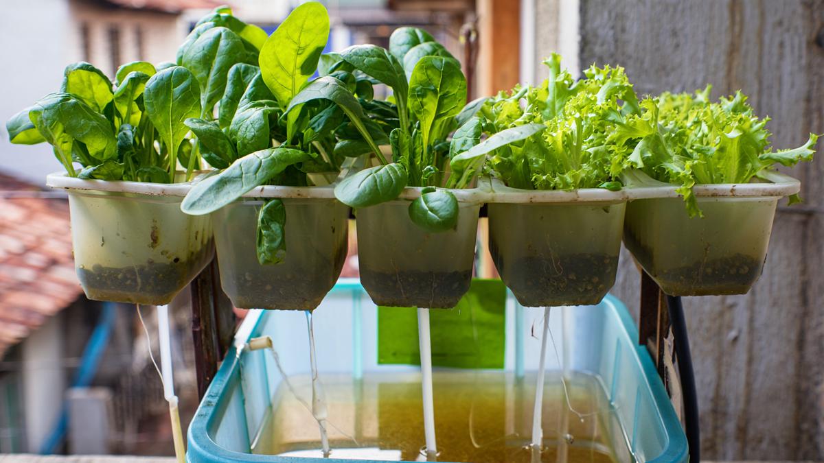 7 Kebun Sayur Tanpa Tanah untuk Rumah Sempit, Praktis dan Mudah Dirawat