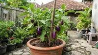 Cara Merawat Terong dalam Pot, Tanaman Tumbuh Kuat dan Produktif