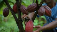 Aroma khas biji kakao merupakan salah satu keunikan yang  dimiliki komoditas kakao Jembrana, Bali