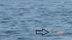 Pencarian Jurnalis Hilang Kontak di Selat Sunda, TNI AL Temukan Pelampung dan Buoy