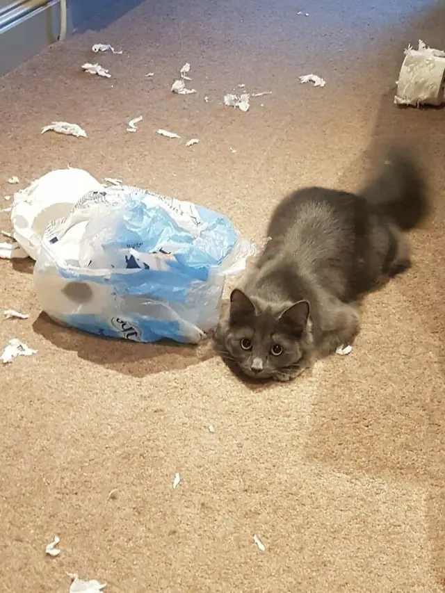 10 Tingkah Unik Kucing yang Bikin Nggak Habis Pikir