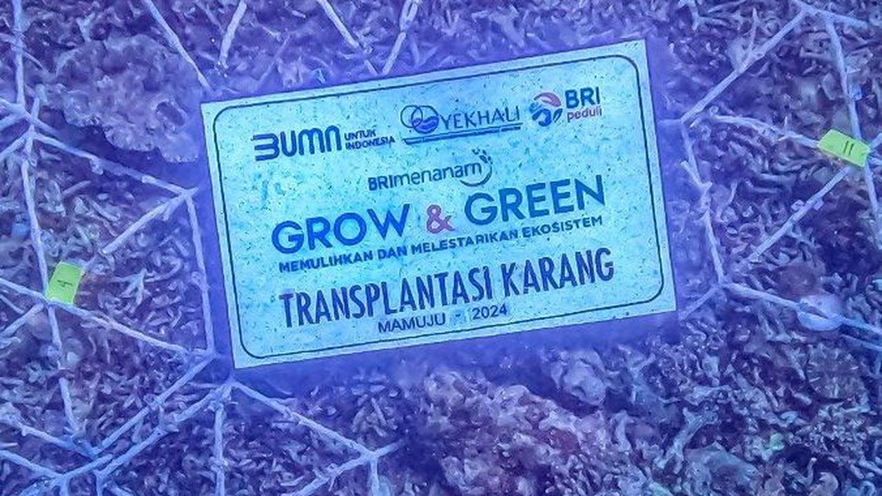 Selain itu, BRI Menanam - Grow &amp; Green juga memberikan bantuan transplantasi terumbu karang sebanyak 1.800 fragmen dengan media tanam 100 buah spider web.
