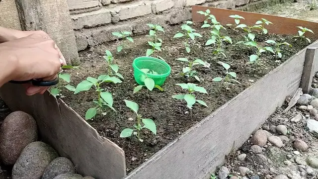 Trik Merawat Daun Kemangi