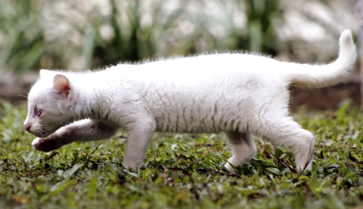 Anak Jaguarundi yang diduga albino (Herpailurus yagouaroundi) bermain di Taman Konservasi Medellin, Kolombia, Kamis (23/12/2021). Jaguarundi kecil harus hidup di penangkaran karena albinismenya mencegahnya berburu, berkamuflase dan melindungi diri dari predator di alam liar. (FREDY BUILES/AFP