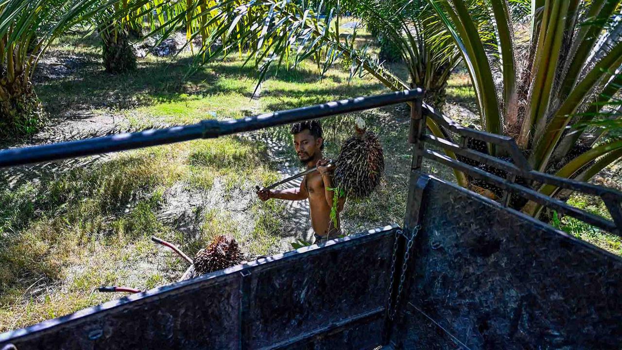 FOTO: Melihat Perkebunan Kelapa Sawit Rakyat Terbesar di Provinsi Aceh