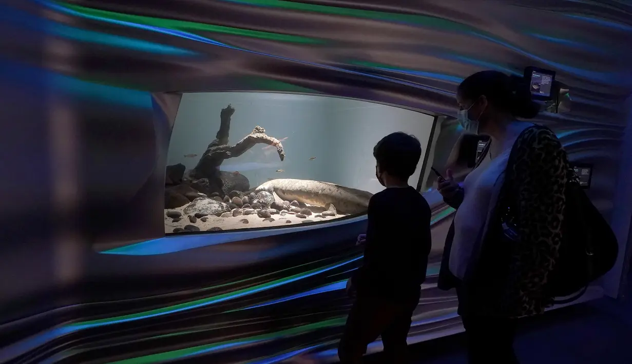 Pengunjung melihat Methuselah, ikan lungfish Australia sepanjang 4 kaki, 40 pon yang dibawa ke California Academy of Sciences pada tahun 1938 dari Australia, di akuariumnya di San Francisco, Senin (24/1/2022). (AP Photo/Jeff Chiu)
