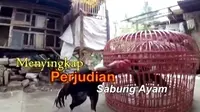 Menyingkap Perjudian Sabung Ayam