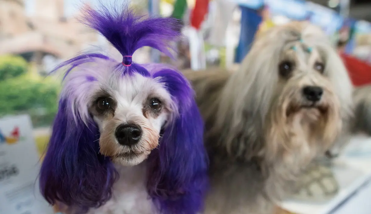 Lowchens Nadia (kiri) dan Soyer diperlihatkan saat bertemu dalam kompetisi Westminster Kennel Club 142nd Annual Dog Show di New York, Amerika Serikat, Sabtu (10/2). Westminster Dog Show merupakan kompetisi tahunan. (AP Photo/Mary Altaffer)
