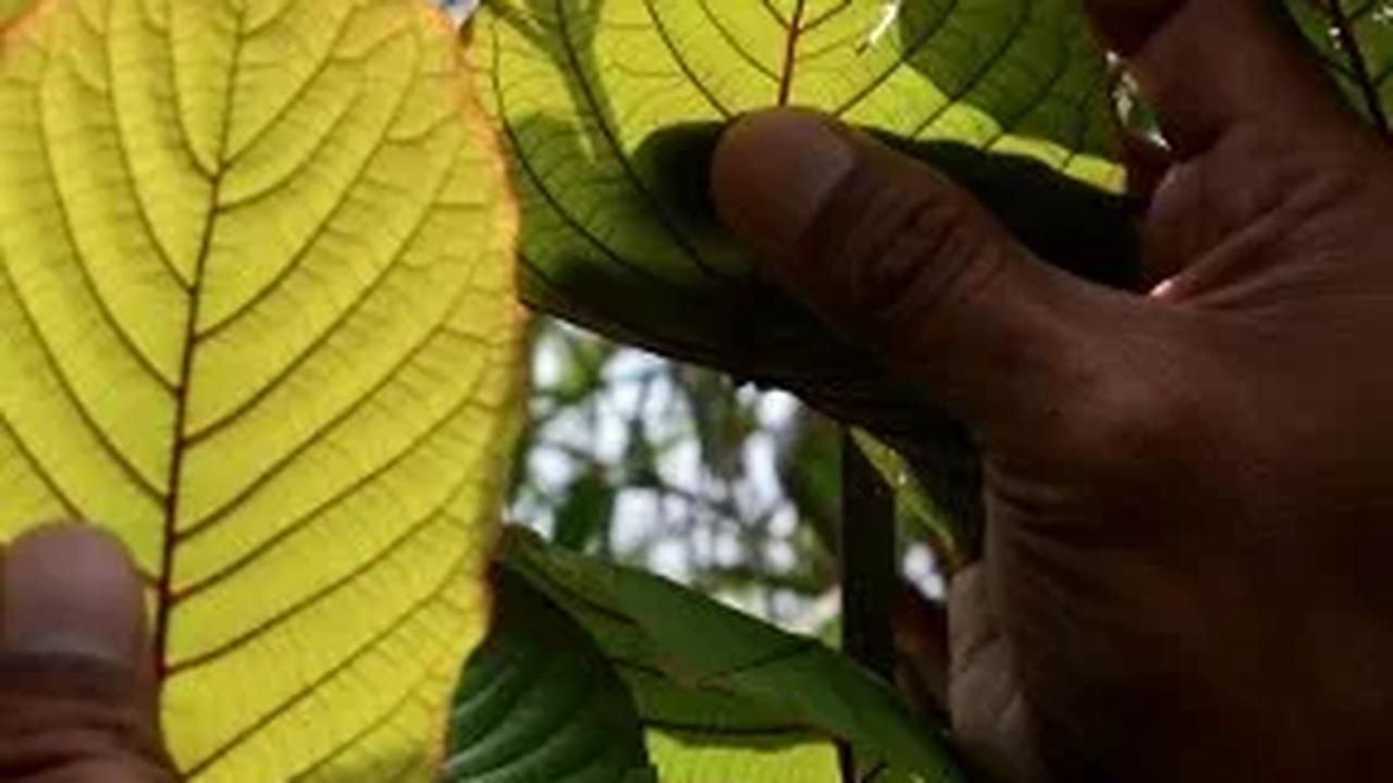 Mengenal Daun Kratom, Benarkah Miliki Manfaat atau Sepenuhnya Bahaya Seperti Narkotika?