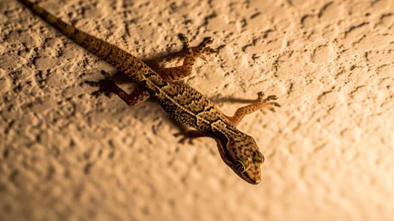 10 Tanda Rumah Kotor Banyak Cicak, Jangan Diabaikan