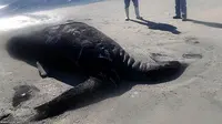 Paus Berkepala Dua Terdampar di Pantai