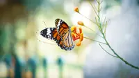 7 Cara Membuat Butterfly Garden di Rumah agar Lebih Indah dan Ramah Penyerbuk