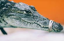 Bukan Biawak, tapi Buaya Jadi Penghuni Selokan ini