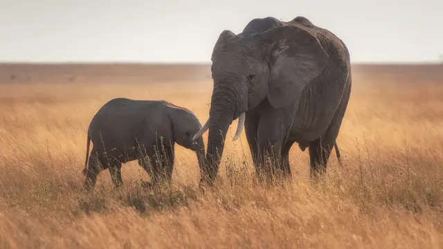 Elephants
