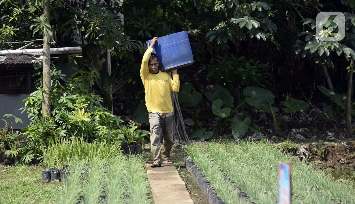 Warga beraktivitas di Kampung Tangguh Jawara, Kelurahan Perigi Baru, Pondok Aren, Tangerang Selatan, Banten, Selasa (7/7/2020). Di tengah pandemi COVID-19, warga memenuhi kebutuhan pangan dengan memanfaatkan 3 hektare lahan di sekitar tempat tinggal mereka. (merdeka.com/Dwi Narwoko)