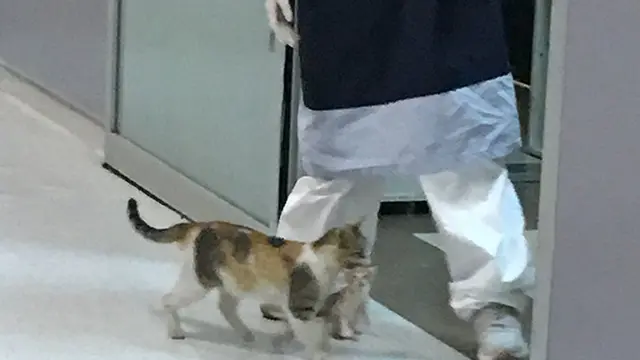 Gemas, Induk Kucing Ini Bawa Sendiri Anaknya yang Sakit ke Rumah Sakit