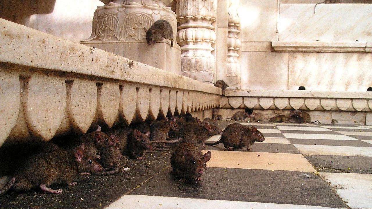 7 Langkah Efektif Cegah Tikus Masuk ke Tangki Air agar Pipa Saluran Tetap Bersih dan Aman
