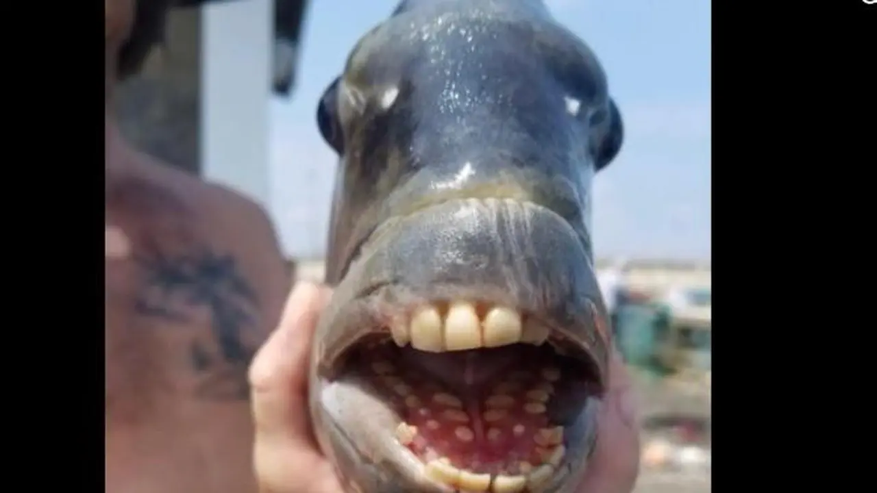 Ikan Sheepshead (Facebook/ Jennette's Pier)