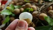 dikarenakan buah kelengkeng yang dimakan bocah tersebut menyangkut di tenggorokan dan membuat sang bocah tersedak