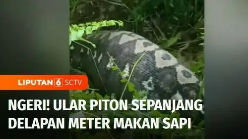 VIDEO: Ngeri! Ular Piton Sepanjang 8 Meter Makan Sapi